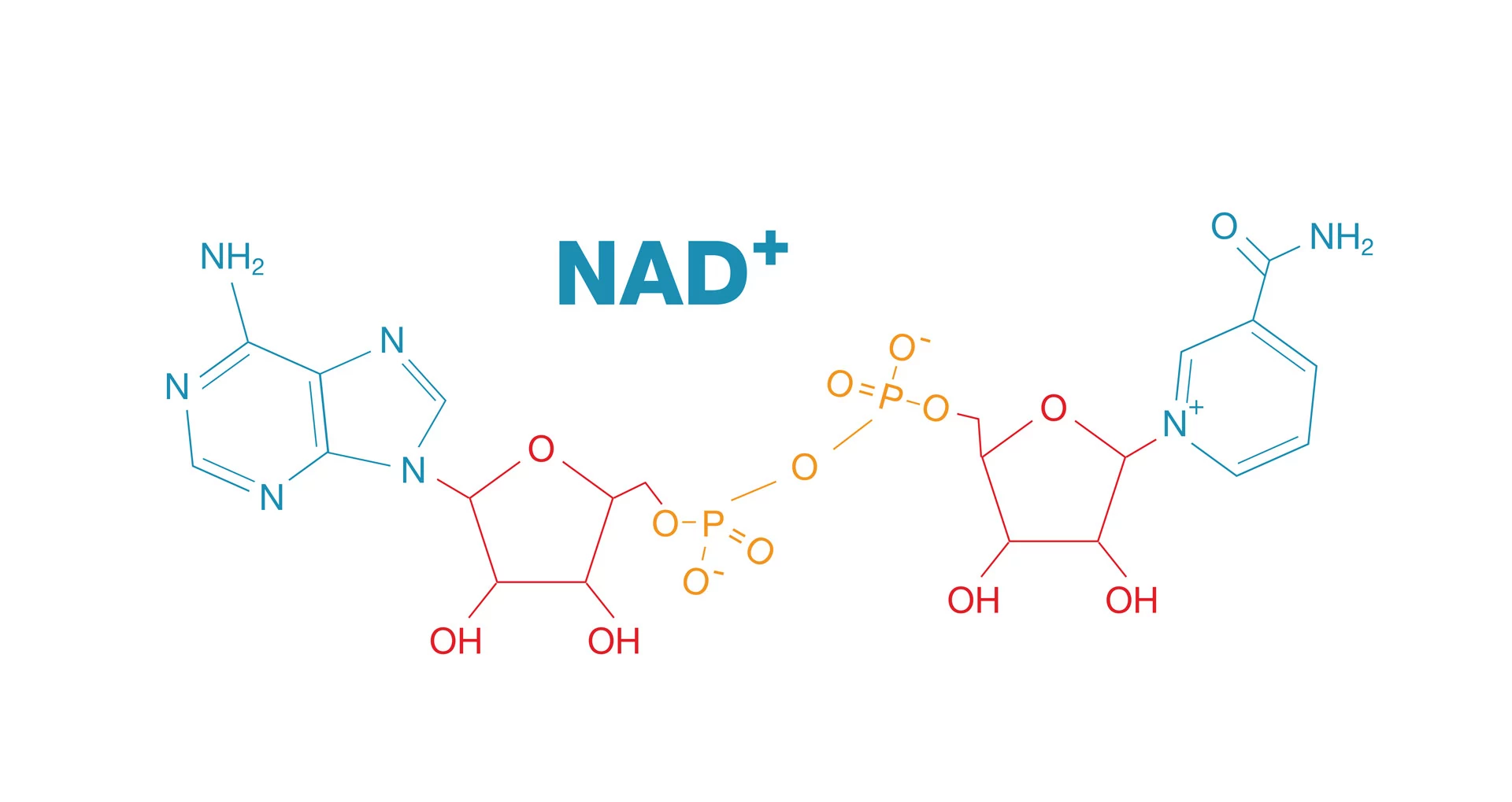 What is NAD (Nicotinamide Adenine Dinucleotide)?